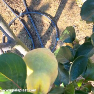 ΑΡΔΕΥΣΗ ΚΥΔΩΝΙΑΣ Palaplast blog quince tree