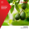 AVOCADO - ΑΡΔΕΥΣΗ ABOKANTO