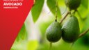 AVOCADO - ΑΡΔΕΥΣΗ ABOKANTO